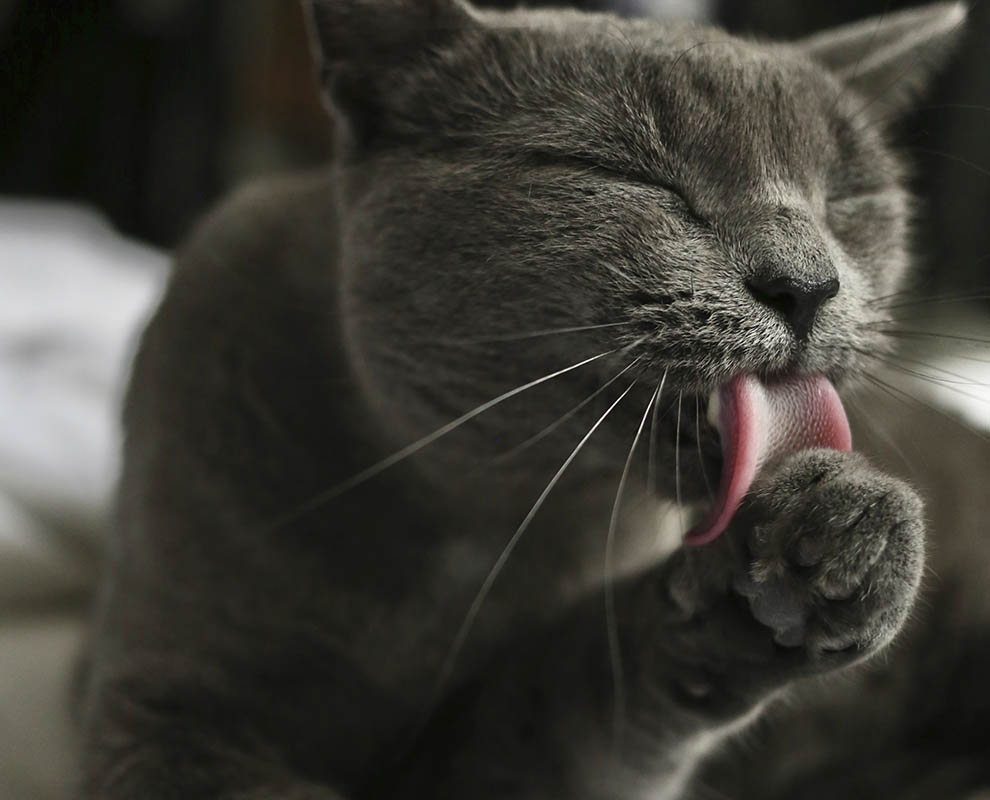 In-Blog_990px__0000_Cat-Scratching-5